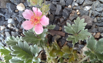 Potentilla porphyrantha, Foto vom 17.4. (© Spender 55)