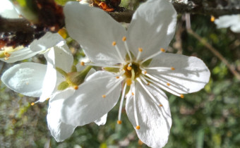 Prunus spinosa, Foto vom 9.4. (© Spender 55)