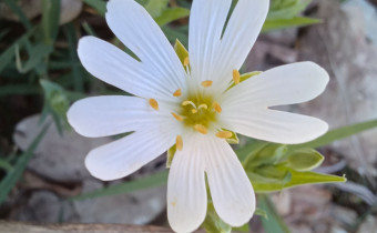Rabelera holostea, Foto vom 9.4. (© Spender 55)