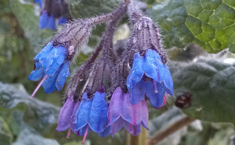 Symphytum caucasicum, Foto vom 15.4. (© Spender 55)