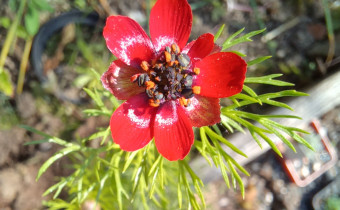 Adonis annua, Foto vom 27.5. (© Spender 55)