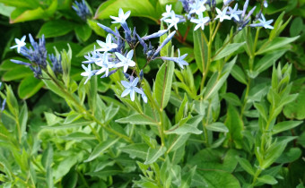 Amsonia orientalis, Foto vom 16.5. (© Spender 55)