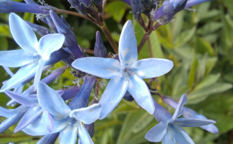 Amsonia orientalis, Foto vom 16.5. (© Spender 55)