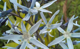 Amsonia tabernaemontana, Foto vom 16.5. (© Spender 55)
