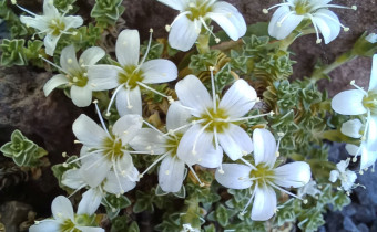 Arenaria tetraquetra, Foto vom 1.5. (© Spender 55)
