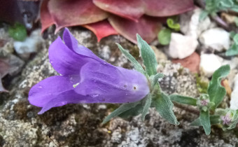 Campanula orphanidea, Foto vom 17.5. (© Spender 55)