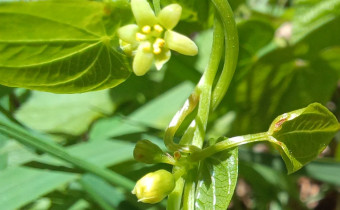 Dioscorea communis, männliche Blüte, Foto vom 24.5. (© Spender 55)