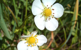 Fragaria vesca, Foto vom 24.5. (© Spender 55)