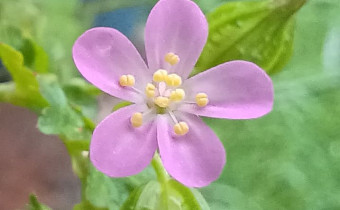 Geranium lucidum, Foto vom 5.5. (© Spender 55)