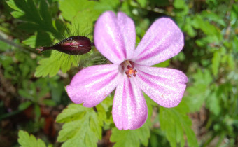 Geranium robertianum, Foto vom 19.5. (© Spender 55)