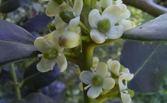 Ilex aquifolium, Foto vom 1.5. (© Spender 55)