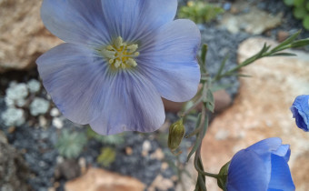 Linum austriacum, Foto vom 17.5. (© Spender 55)