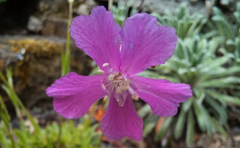 Lychnis preslii, Foto vom 30.4. (© Spender 55)