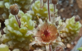 Monanthes polyphylla, Foto vom 28.4. (© Spender 55)