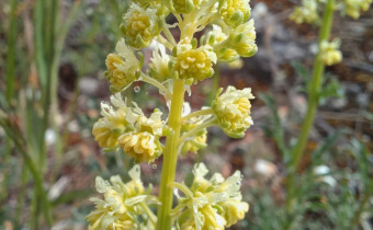 Reseda lutea, Foto vom 8.5. (© Spender 55)