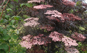 Sambucus nigra `Black Lace´, Foto vom 22.5. (© Spender 55)