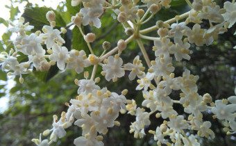 Sambucus nigra, Foto vom 11.5. (© Spender 55)