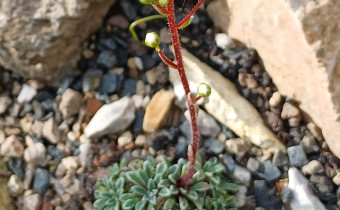Saxifraga crustata var. minor, Foto vom 16.5. (© Spender 55)