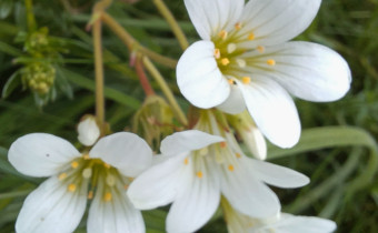 Saxifraga granulata, Foto vom 11.5. (© Spender 55)