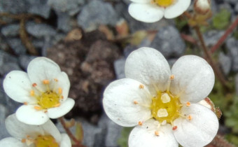 Saxifraga pubescens, Foto vom 17.5. (© Spender 55)