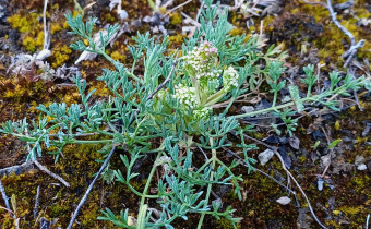 Trinia glauca, Foto vom 8.5. (© Spender 55)