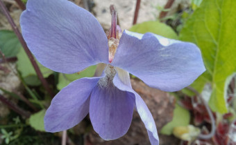 Vioa hirsutula, Foto vom 6.5. (© Spender 55)