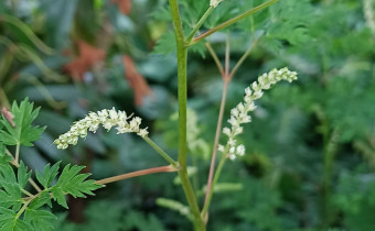 Aruncus sylvester, Foto vom 4.6. (© Spender 55)