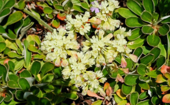 Eriogonum umbellatum var. majus, Foto vom 22.5. (© Spender 55)