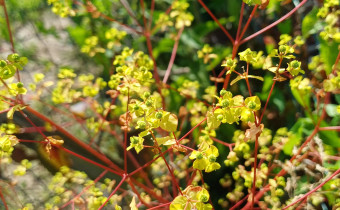 Euphorbia strictra, Foto vom 23.6. (© Spender 55)