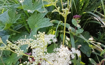 Filipendula ulmaria, Foto vom 22.6. (© Spender 55)
