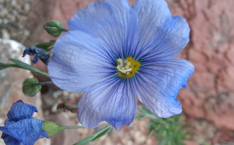 Linum perenne, Foto vom 1.6. (© Spender 55)