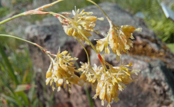 Luzula lutea, Foto vom 22.5. (© Spender 55)