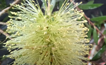 Melaleuca virens, Foto vom 28.5. (© Spender 55)