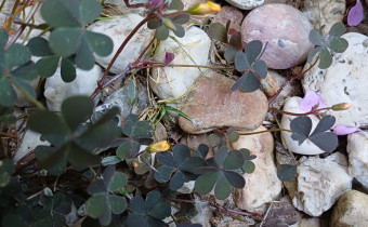 Oxalis corniculata, Foto vom 3.6. (© Spender 55)
