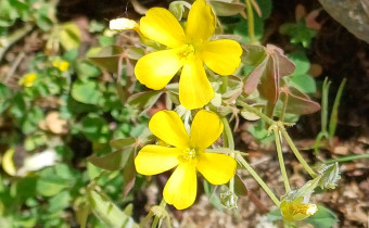 Oxalis corniculata, Foto vom 3.6. (© Spender 55)