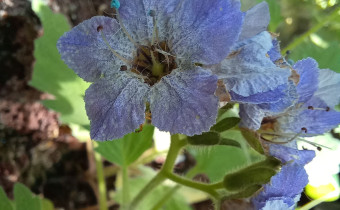 Phacelia bolandieri, Foto vom 23.6. (© Spender 55)