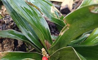 Rohdea japonica, Foto vom 14.6. (© Spender 55)