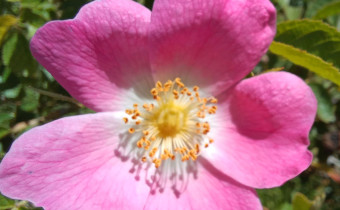 Rosa rubiginosa, Foto vom 19.5. (© Spender 55