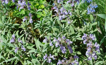 Salvia officinalis subsp. lavandulifolia, Foto vom 26.5. (© Spender 55)