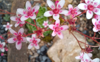 Saxifraga 'Winifred Bevington', Foto vom 26.5. (© Spender 55)