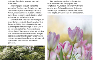 Inhalt Staudenvielfalt 4