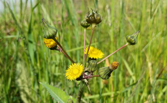 Sonchus asper, Foto vom 22.5. (© Spender 55)