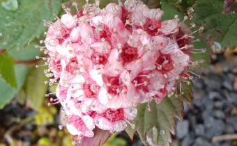 Spiraea morrisonicola, Foto vom 6.6. (© Spender 55)