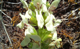 Stachys recta, Foto vom 23.5. (© Spender 55)