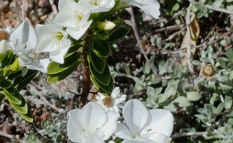 Veronica macrantha, Foto vom 21.5. (© Spender 55)