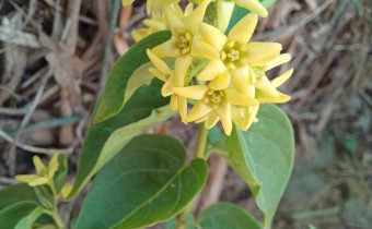 Vincetoxicum hirundinaria subsp. intermedia, Foto vom 18.5. (© Spender 55)