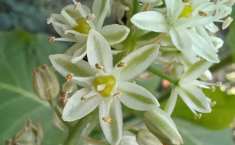 Albuca bracteata, Foto vom 12.7. (© Spender 55)