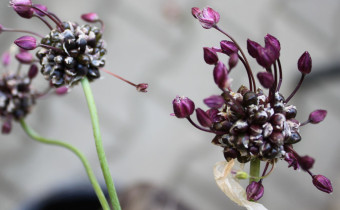 Allium scorodoprasum, Foto vom 27.6. 