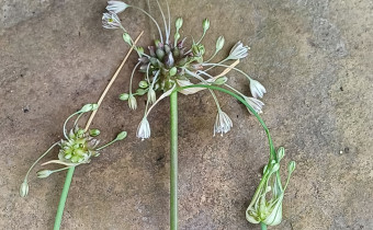 Allium vineale, Foto vom 17.7. (© Spender 55)