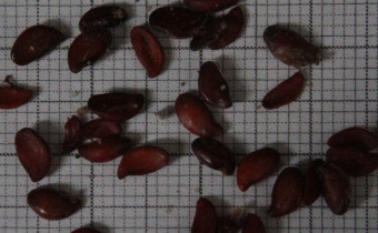Amelanchier lamarckii Samen (© Spender 55)